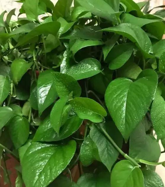 绿萝君子兰的养殖方法,绿萝君子兰怎么养才能更旺盛