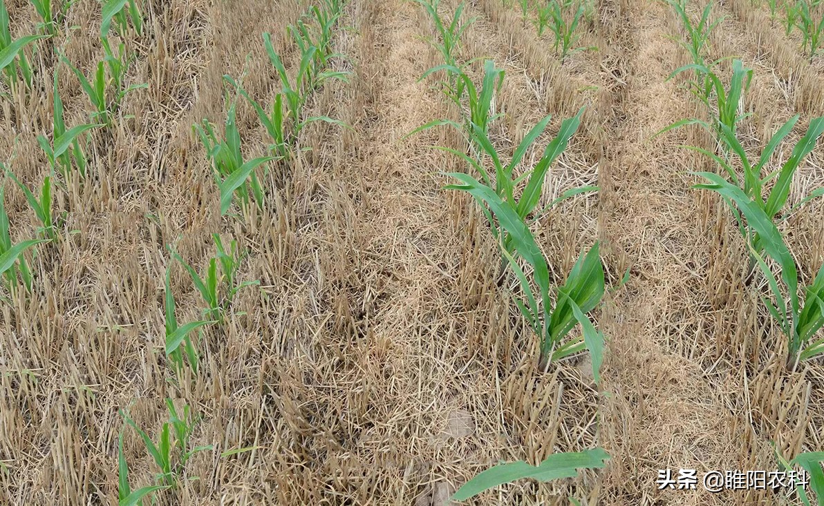 玉米专用除草剂能杀虫吗,玉米专用除草剂能打花生吗