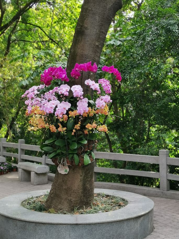 四面青山皆入画羊城无日不飞花白云山游记