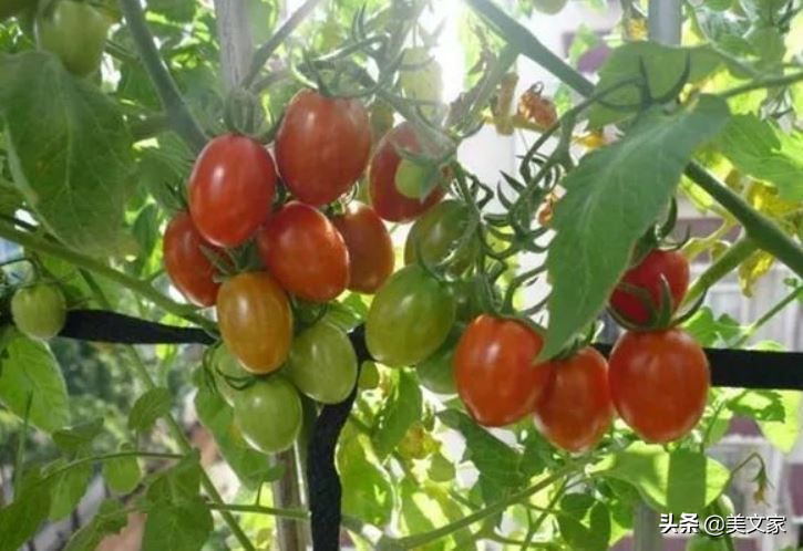 阳台小菜园手把手教你种菜,农家小院立体式种菜技巧