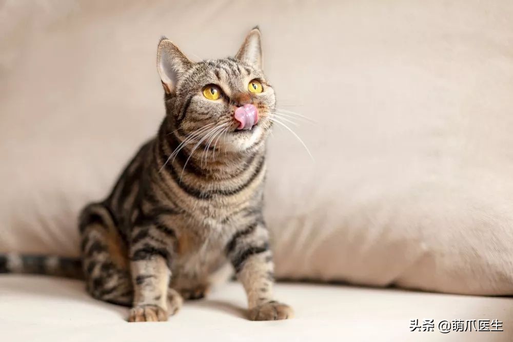 猫咪为什么好奇人类食物,为什么猫咪可以一直吃