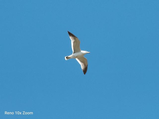 opporeno十倍变焦版当年有多惊艳,用opporeno10拍出来的照片