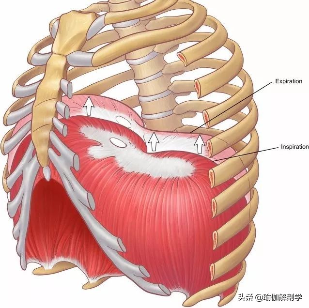 肩颈疼痛不能用力,肩颈疼不能转头怎么办