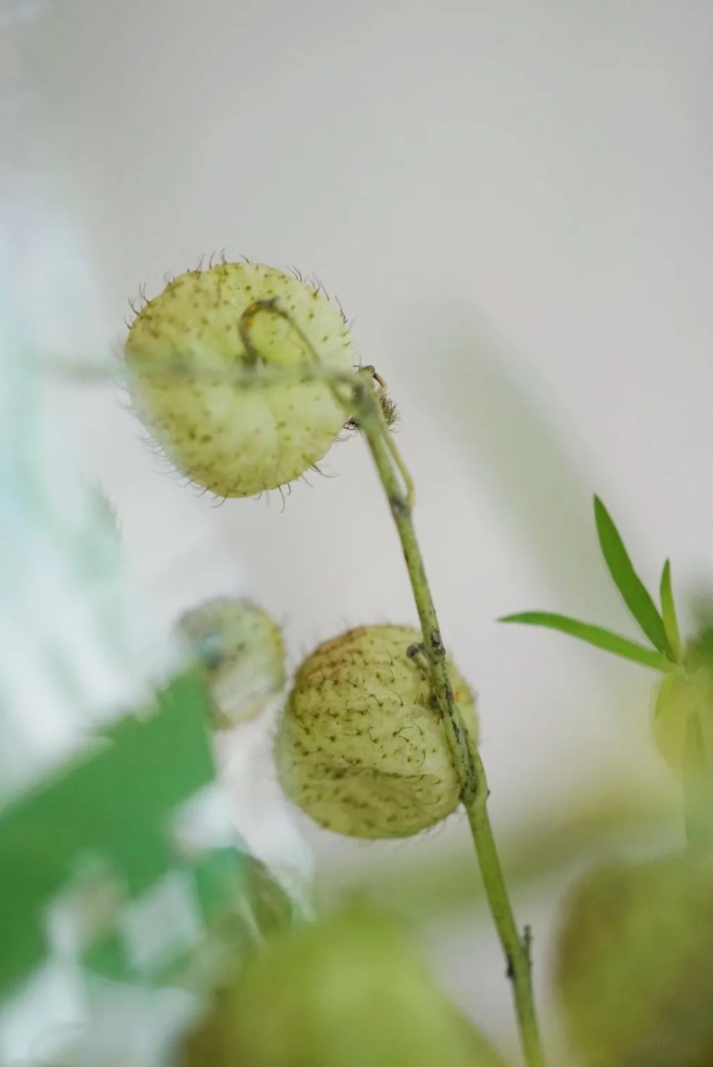 家里要有氛围感什么花比较好,家里高级的花