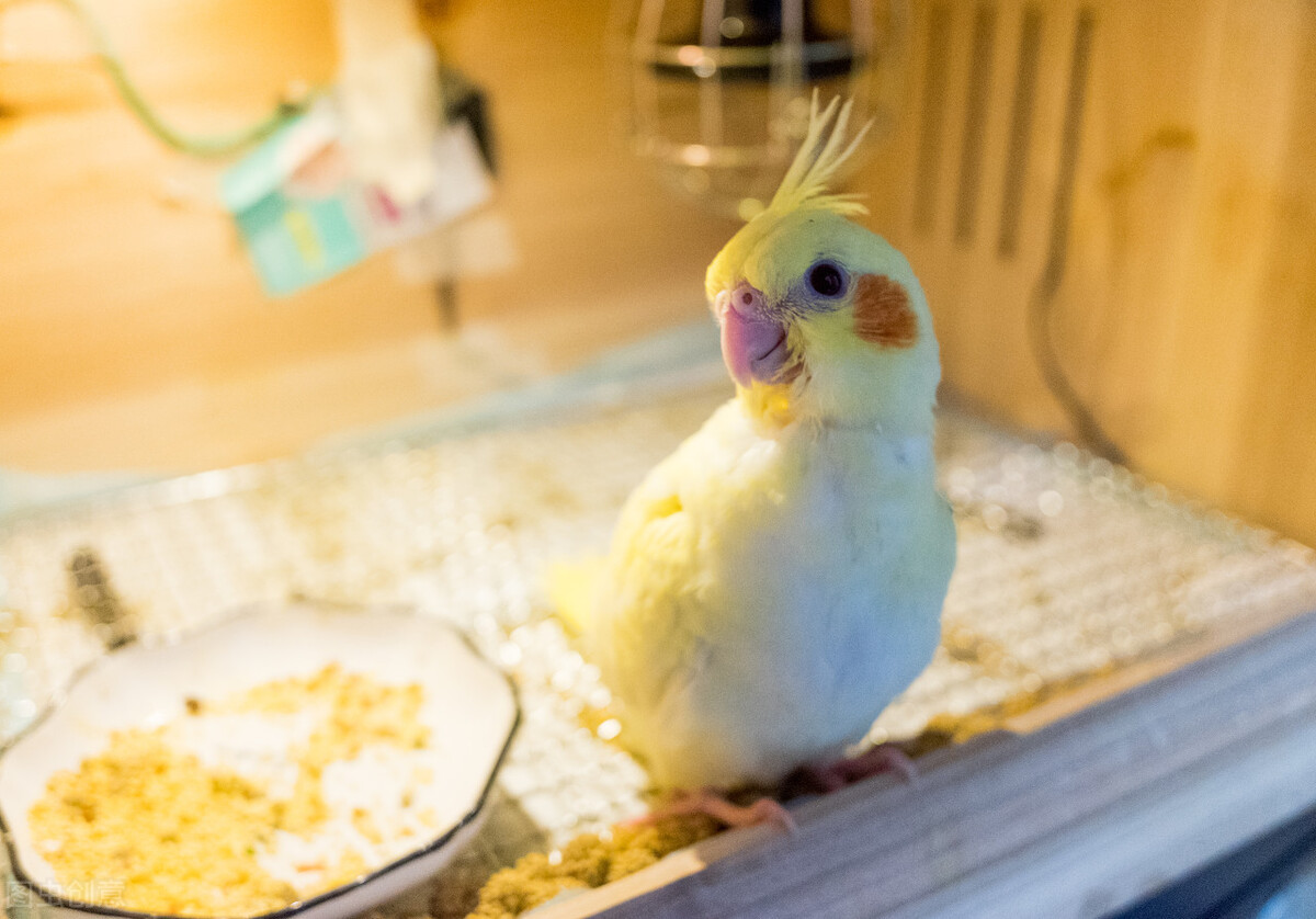 玄凤鹦鹉洗澡后拉稀,玄凤鹦鹉有点拉稀不精神吃什么药