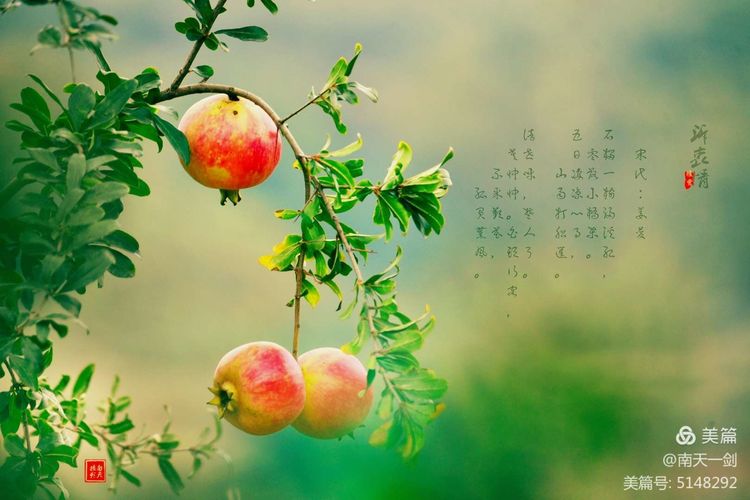 石榴一般几月份熟,石榴怎么判断熟了