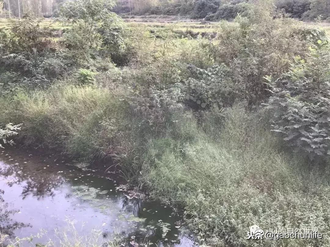 草龟难养,养草龟笔记