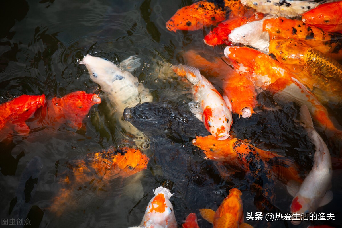 锦鲤的尾鳍上有血丝怎么回事,锦鲤尾巴血丝鱼鳍发白