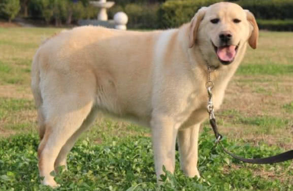拉布拉多犬的优点和缺点300字,拉布拉多犬的优点和缺点
