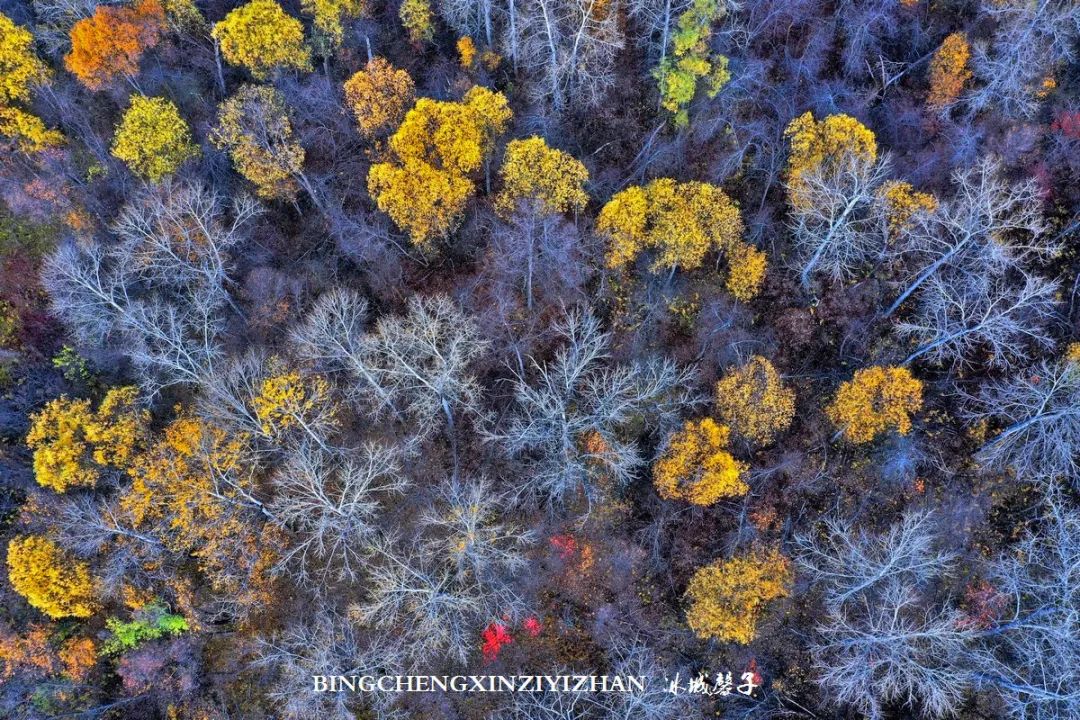 深秋的大兴安岭色彩斑斓,大兴安岭的秋天美景