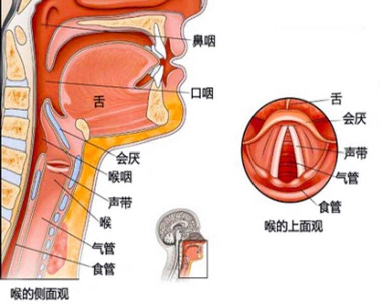 老师讲课怎么嗓子不累,讲课不累嗓子的方法