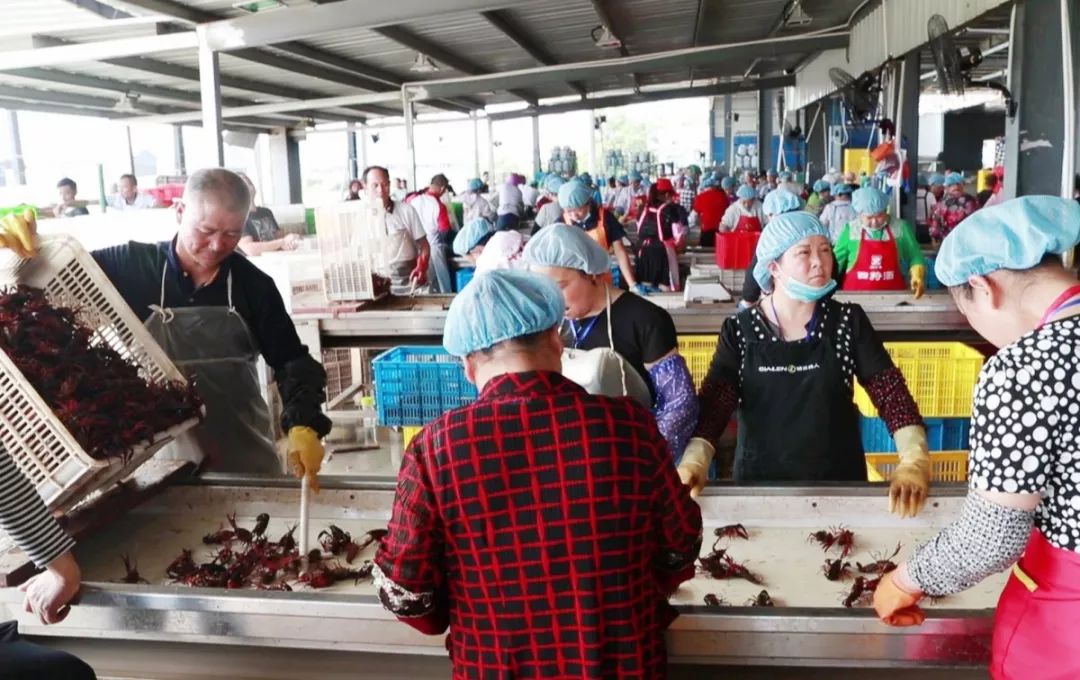 安阳直播卖小龙虾的,诸暨直播卖小龙虾鲜活