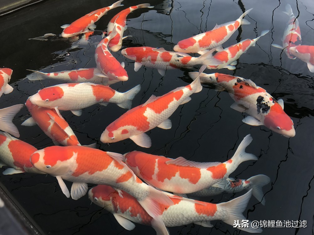 如何让锦鲤健康,冬天怎样让锦鲤活跃起来