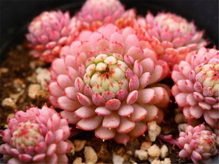 100种常见多肉的养法图片大全,60种好度夏的多肉植物