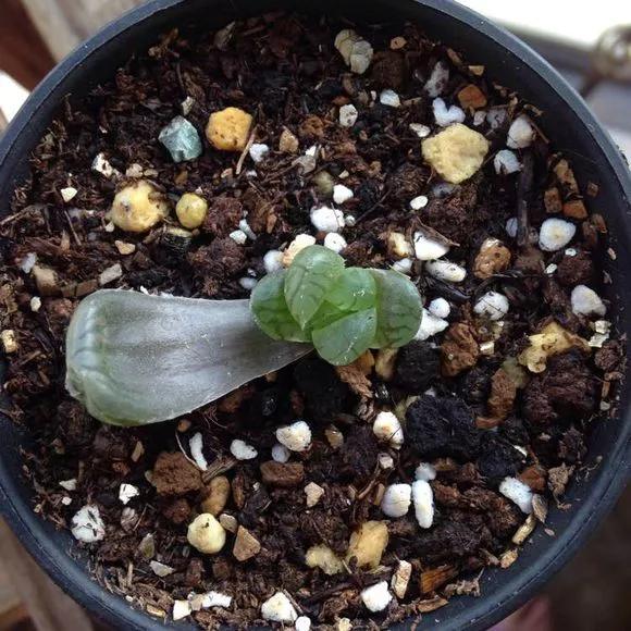 玉露徒长了如何解决,玉露徒长叶子细长干瘪还能恢复吗