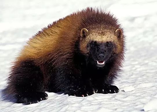 好莱坞明星错过的角色,美好的意外影视片段