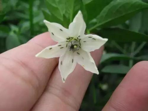 豆角的病虫害防治全过程,现在豆角要防治什么虫