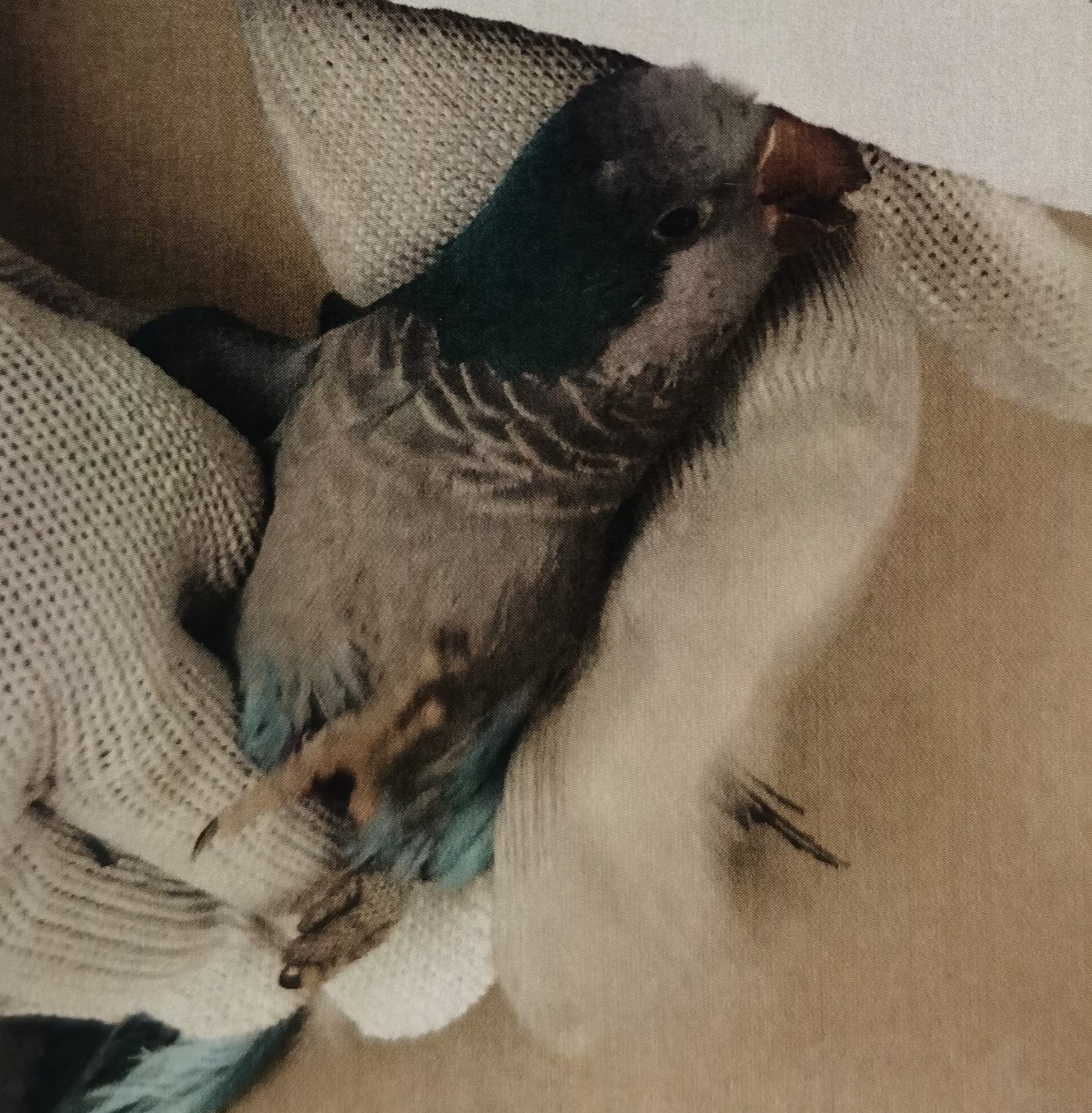 为装饰餐厅花八千买两只鹦鹉,店长经理被判一年六个月缓刑两年