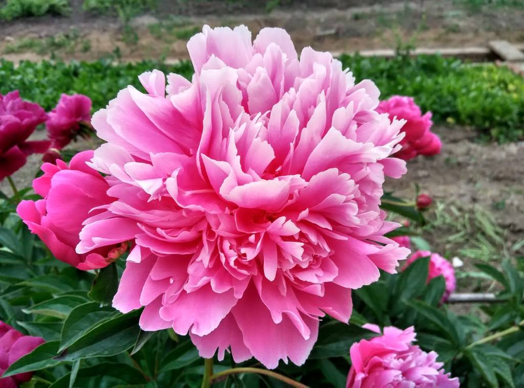 牡丹开花真好看,牡丹好看花不香