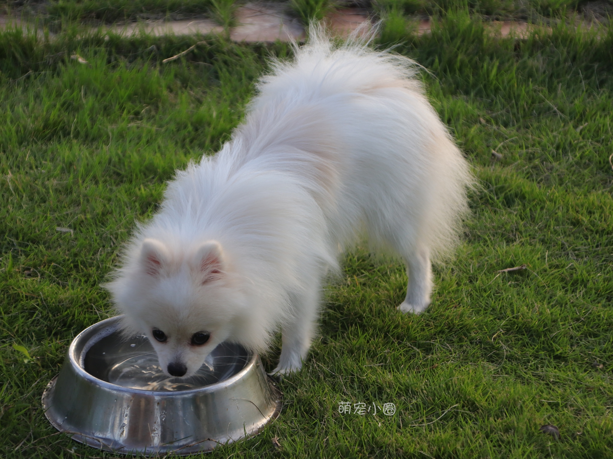 宠主们这8种水不能长期给狗狗喝,兽医表示:长期喝等于慢性自杀