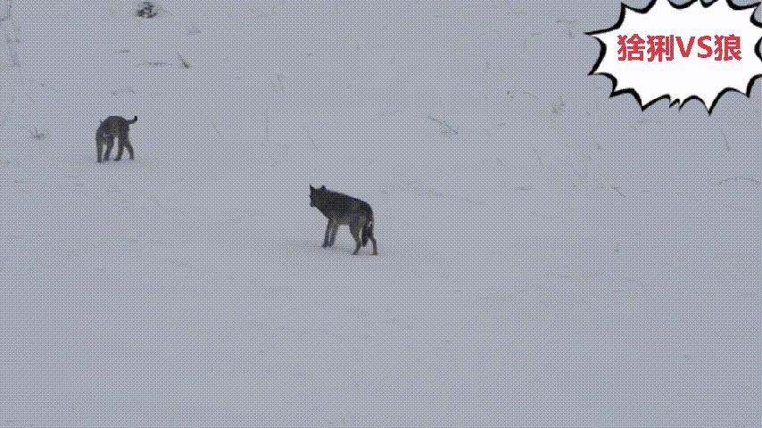猞猁为何号称屠狼机器,猞猁屠狼机器