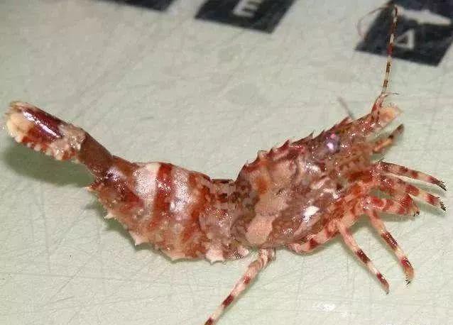 哪种海鲜的味道最鲜美,世界上最鲜美的海鲜