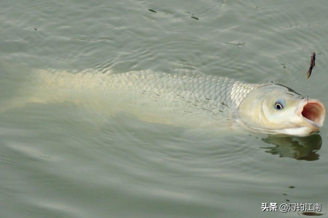 冬季钓大鱼用玉米可以吗,冬季钓大鱼用玉米好吗