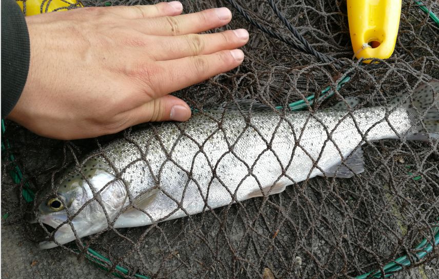 外国游客在日本钓鱼是一个什么样的体验?