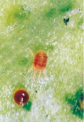 桃树9大虫害分析,蚜虫类、介壳虫类等虫害防治方法介绍