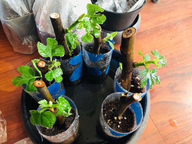 无花果可以种在家里面吗,怎样种盆栽无花果