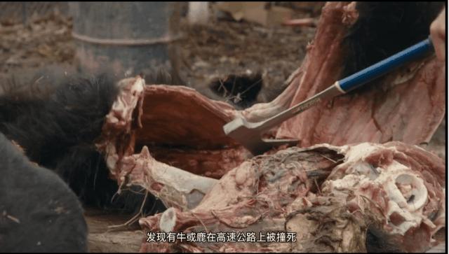 这部魔幻纪录片，在美国竟然比疫情还火！