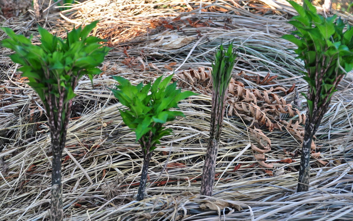 魔芋的种植前景与效益,魔芋的种植条件和方法