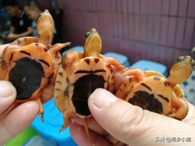 养龟最简单不费钱的方法,养龟需要具备什么样的条件