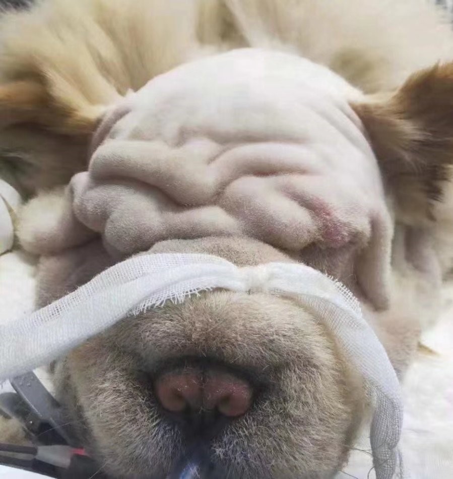 宠物美容技术和手法有哪些,宠物整形有哪些