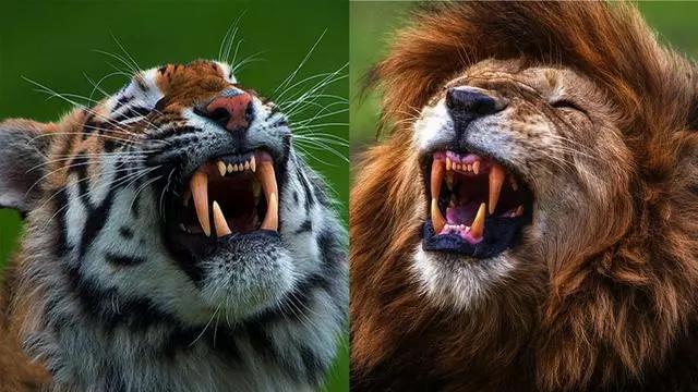 狮虎斗动图,地坑狮虎斗