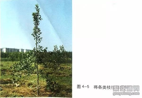 苹果树傻瓜式修剪技术详解,桃树傻瓜式修剪技术