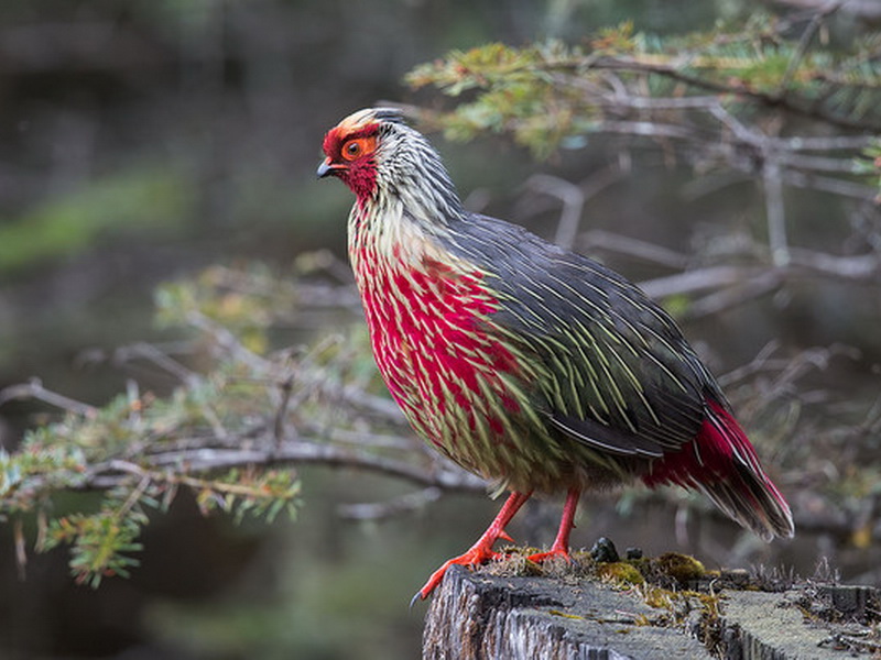 东江揽胜,惠州淡水常见鸟类图谱