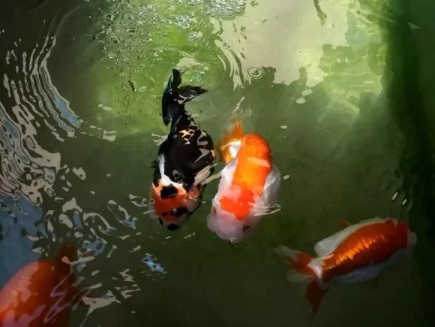 兰寿金鱼一年四季的饲养,金鱼繁殖季节和饲养方法