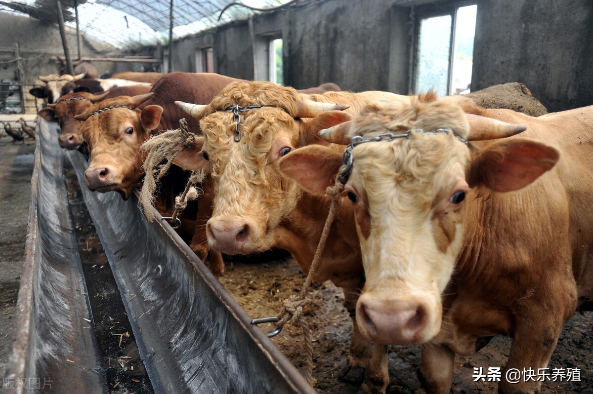肉牛不喂精料怎么办,肉牛不爱吃食怎么办