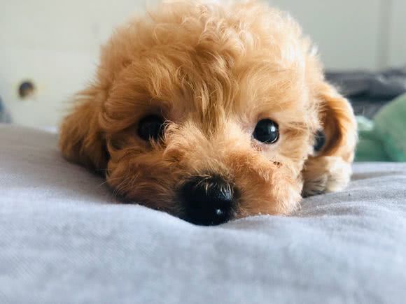 泰迪犬很怕这9件事,泰迪犬最害怕的5件事