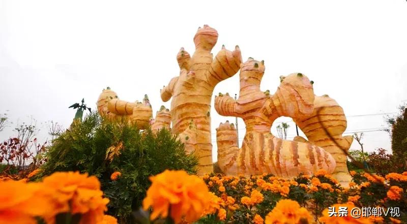 生姜种出脱贫致富路,生姜产业带动了地方经济