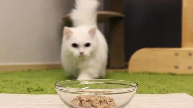 怎么科学的给猫喂饭,猫怎么定点喂食呢
