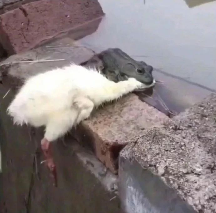 学生爆笑表情包,大学生打招呼幽默表情包