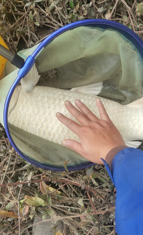 钓友钓到超大黄条鰤,顺德东平河钓白鲢