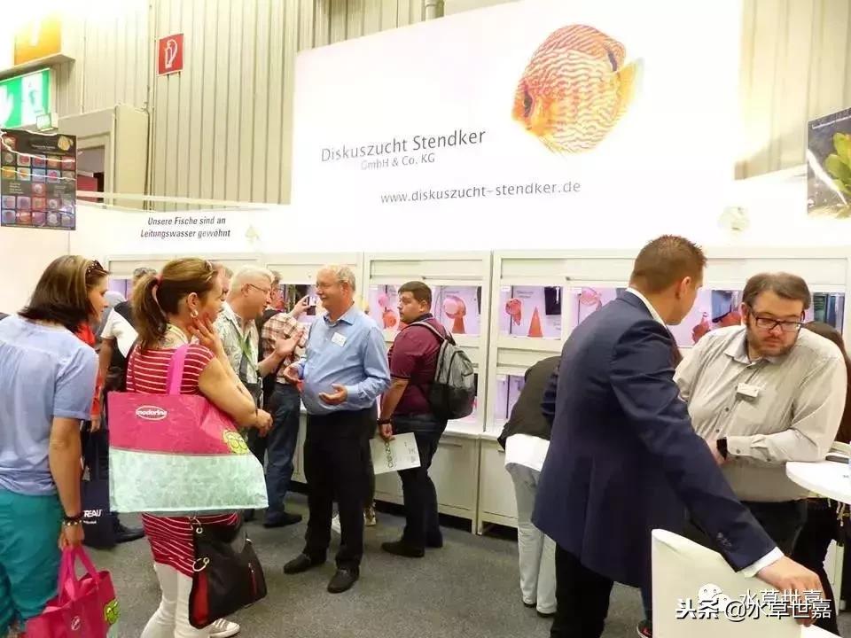 七彩神仙鱼水族箱布景,七彩神仙鱼苗繁殖技术