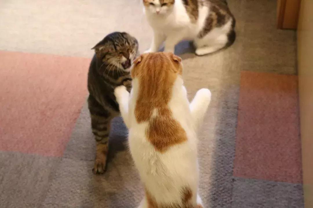 可以撸羊驼撸猫撸狗的咖啡厅,猫咖咖啡馆买猫