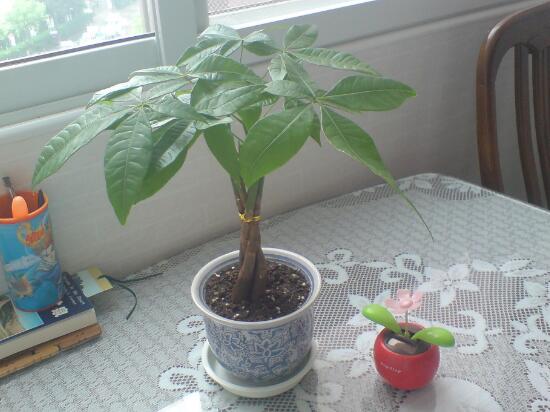 发财树病虫害治疗方法,发财树病虫害防治