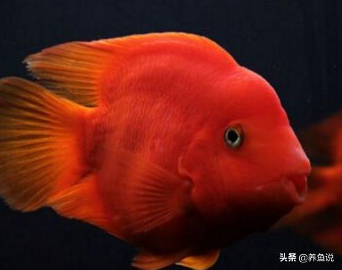 观赏鱼白点病到底用什么药治疗,观赏鱼白点病怎样预防可治