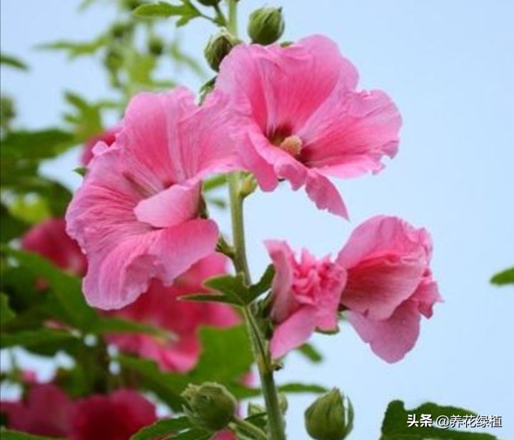 十月花怎么养才好看,十月芙蓉海棠花