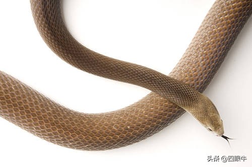 狂野澳洲的致命毒蛇—太攀蛇